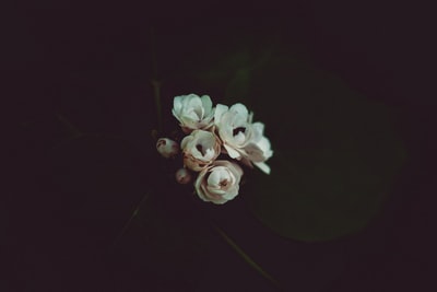 白色的花朵

